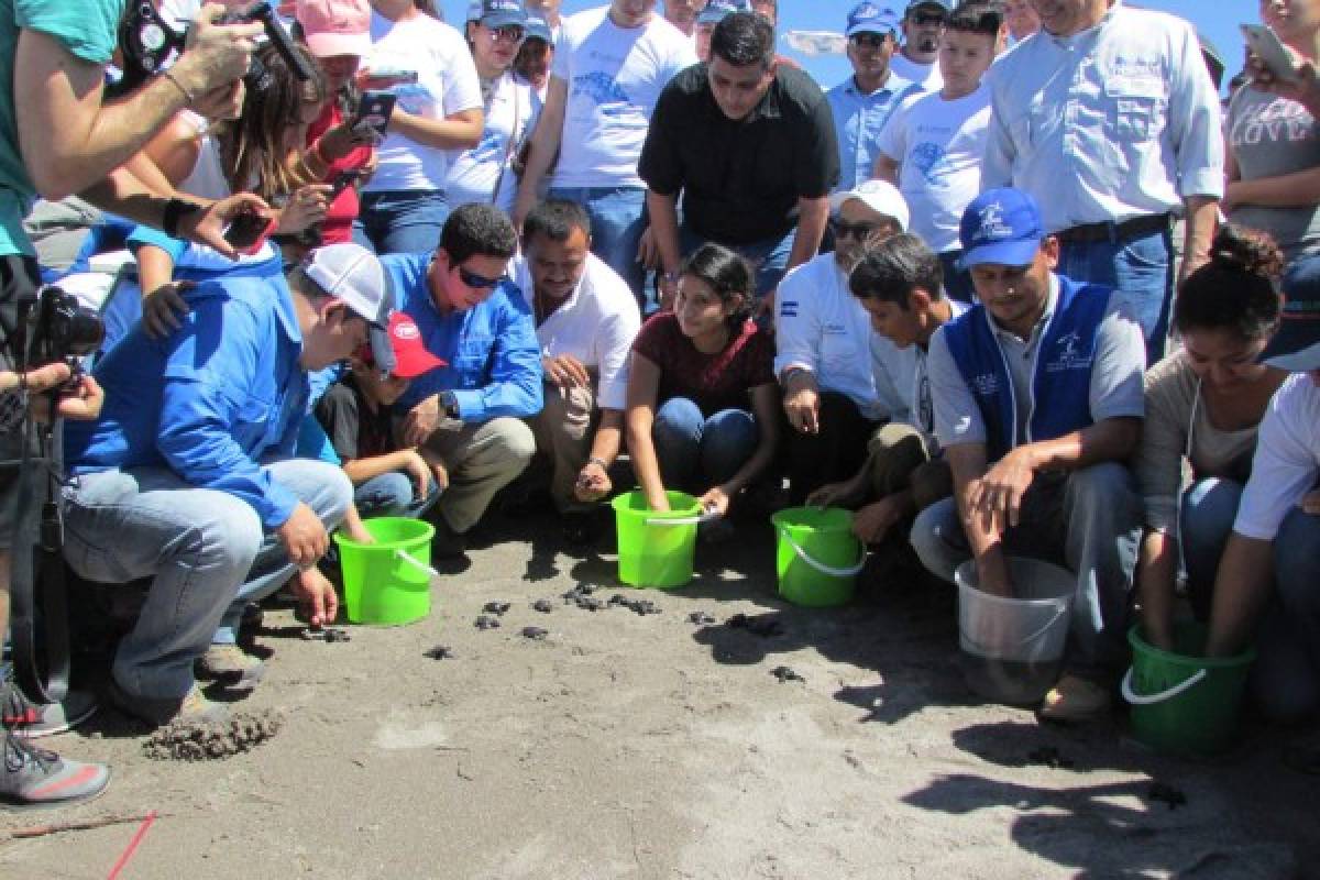 Honduras: Liberan más de 63 mil tortugas golfinas