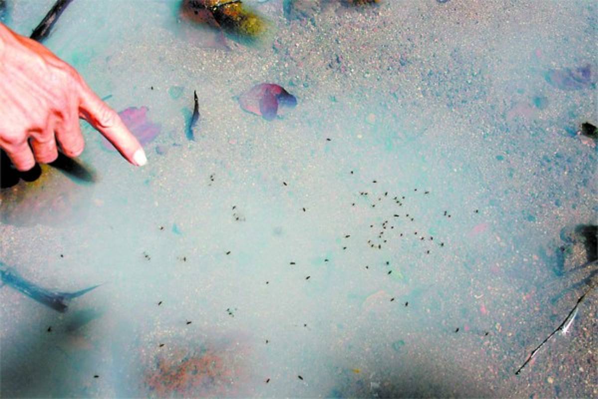 Confirman casos de chikungunya