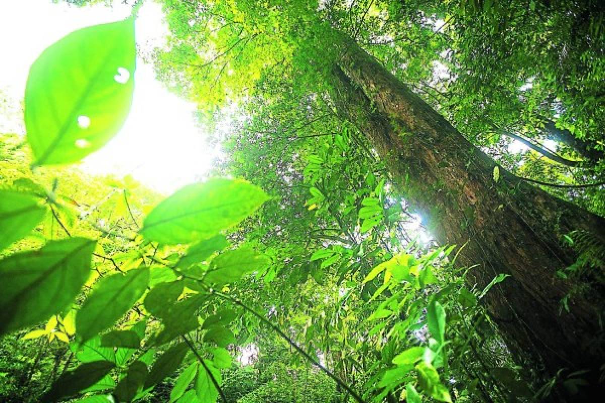 Pico Bonito, un espléndido edén de vida silvestre en la novia de Honduras