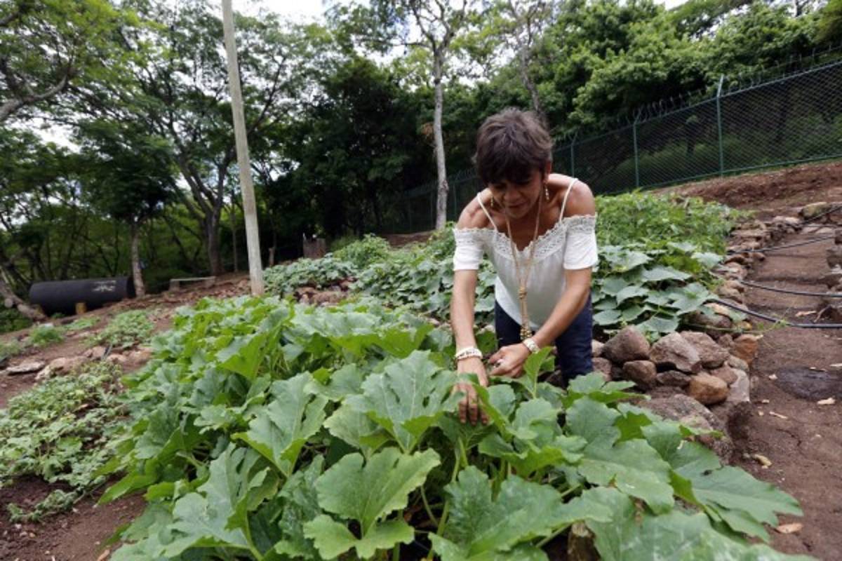 Huerto municipal, el sustento de guarderías