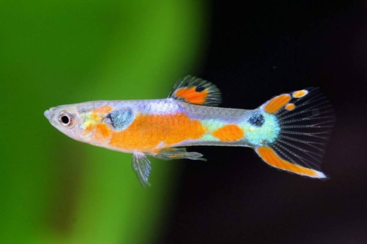 Conozca las cuatro especies de peces más comunes