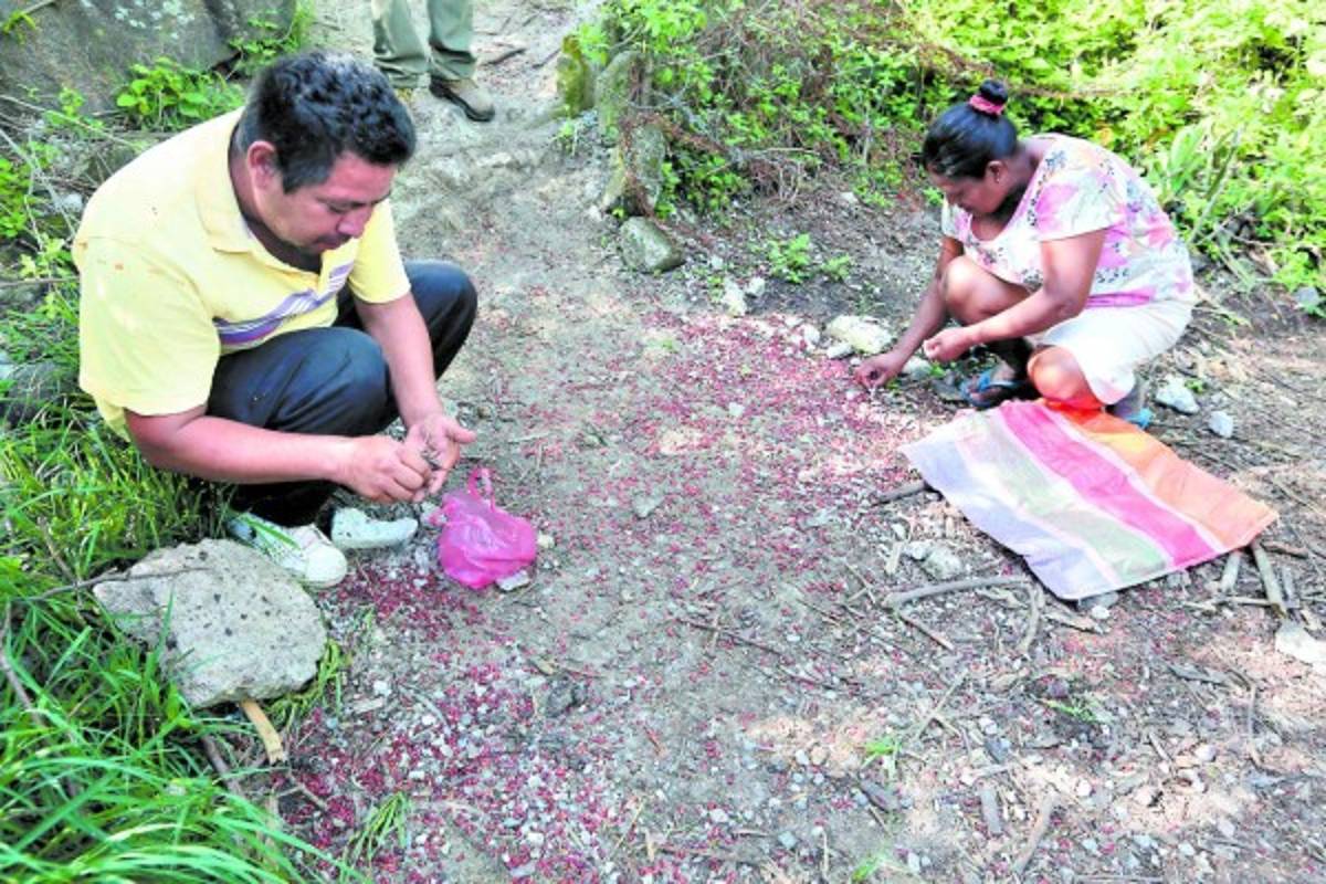 Frijoles tóxicos colectaron pobladores