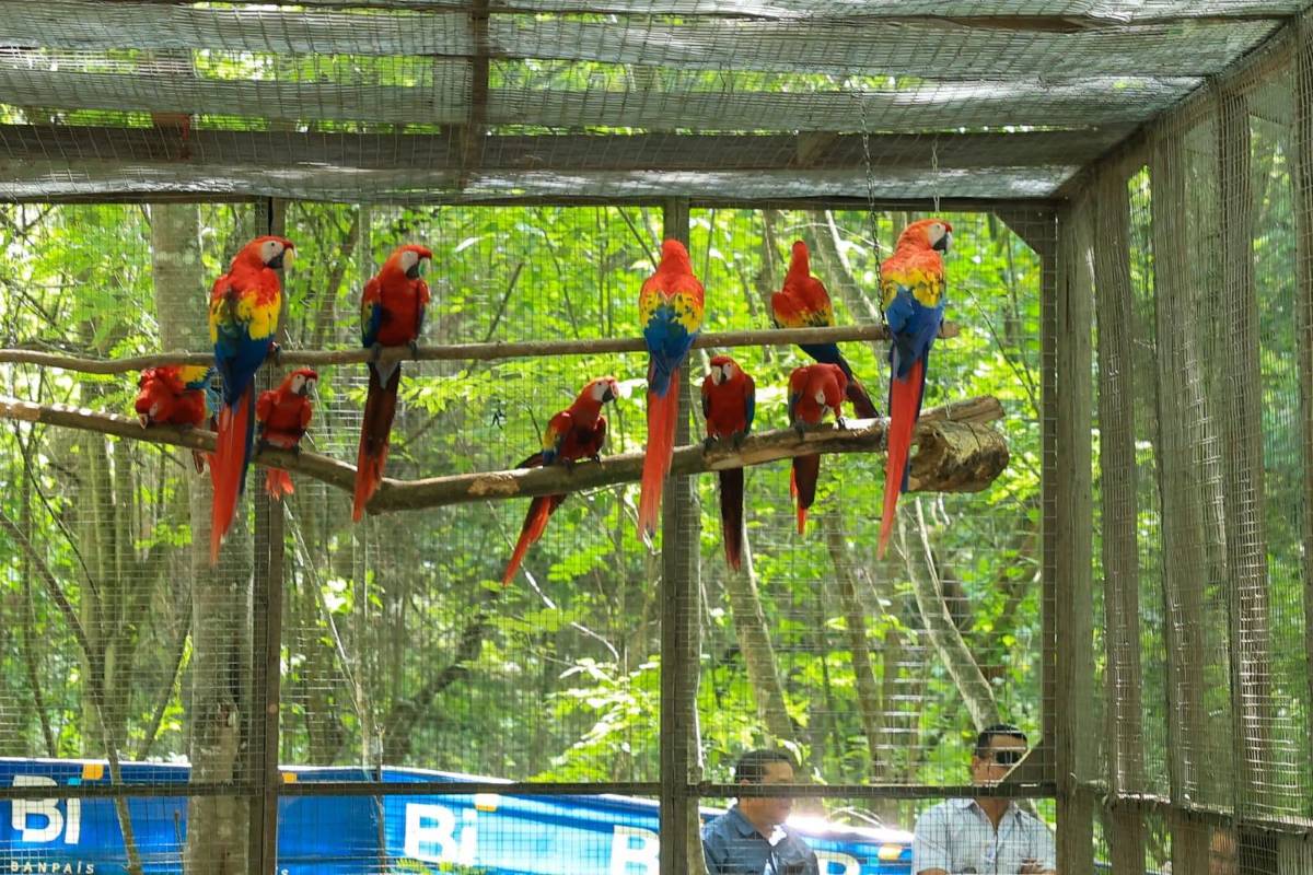 Guacamaya Fest 2026: Liberan 12 aves y consolidan a Copán Ruinas como destino turístico y ecológico