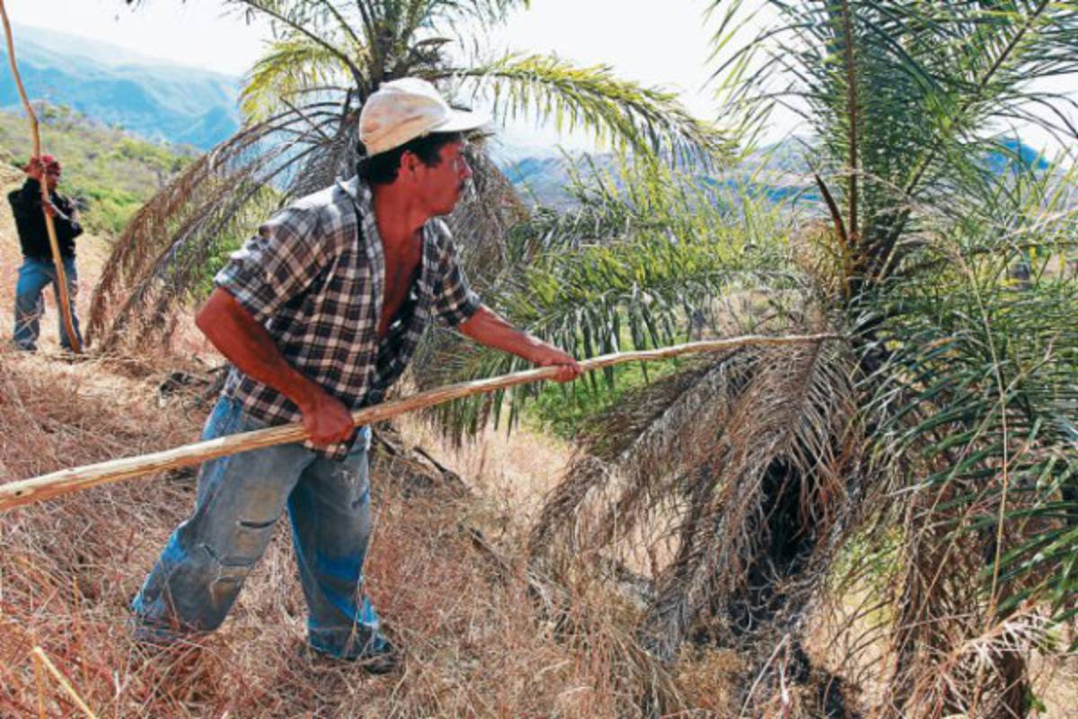 Domingo de Ramos: ¡Hosanna al Hijo de Dios!