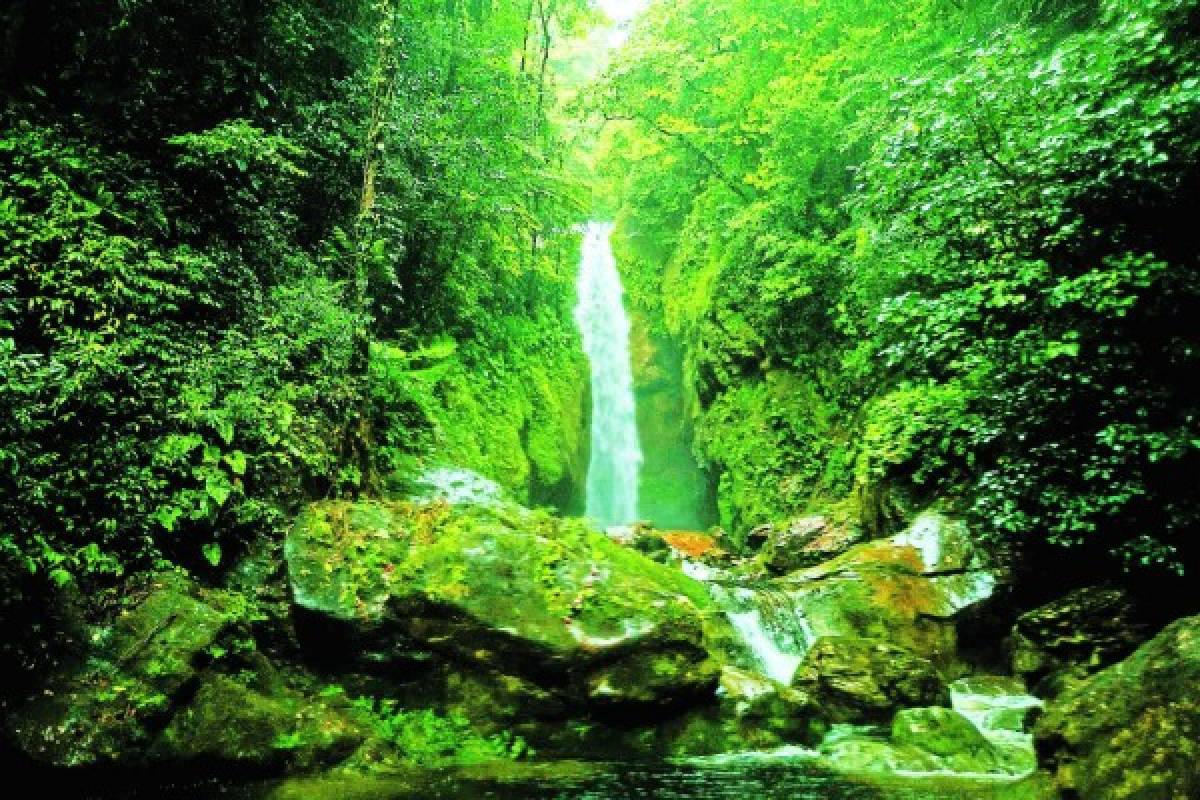 Pico Bonito, un espléndido edén de vida silvestre en la novia de Honduras