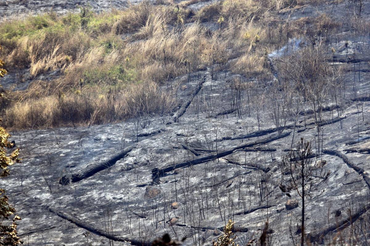 Incendios forestales debilitan el suelo y lo hacen propenso a plagas