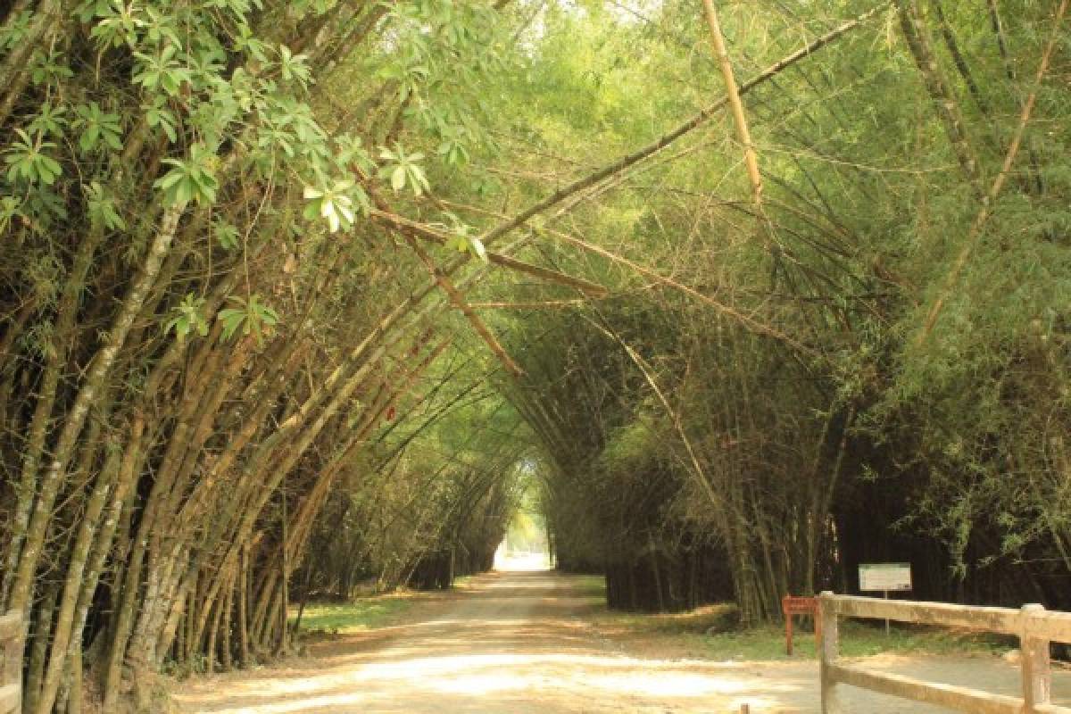 Los arcos de bambú envuelven los senderos y crean un ambiente mágico y refrescante.