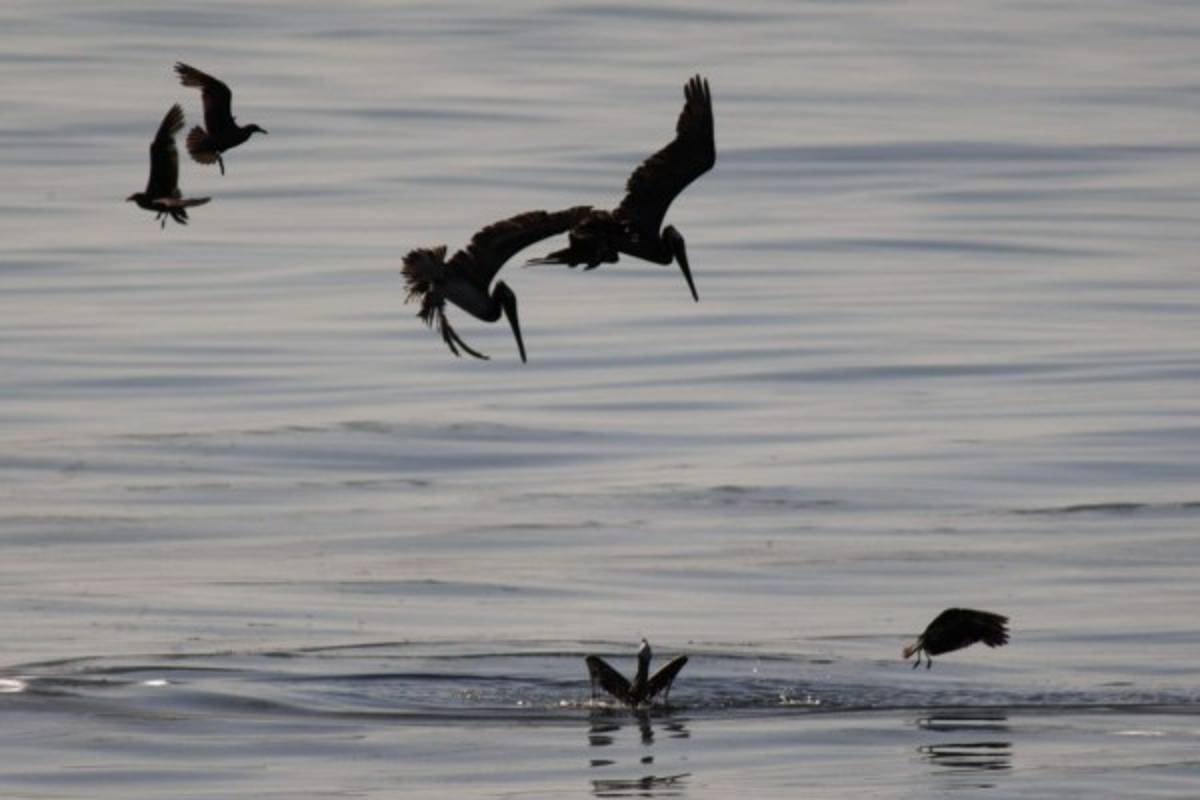 California declara en emergencia zona costera tras derrame de crudo