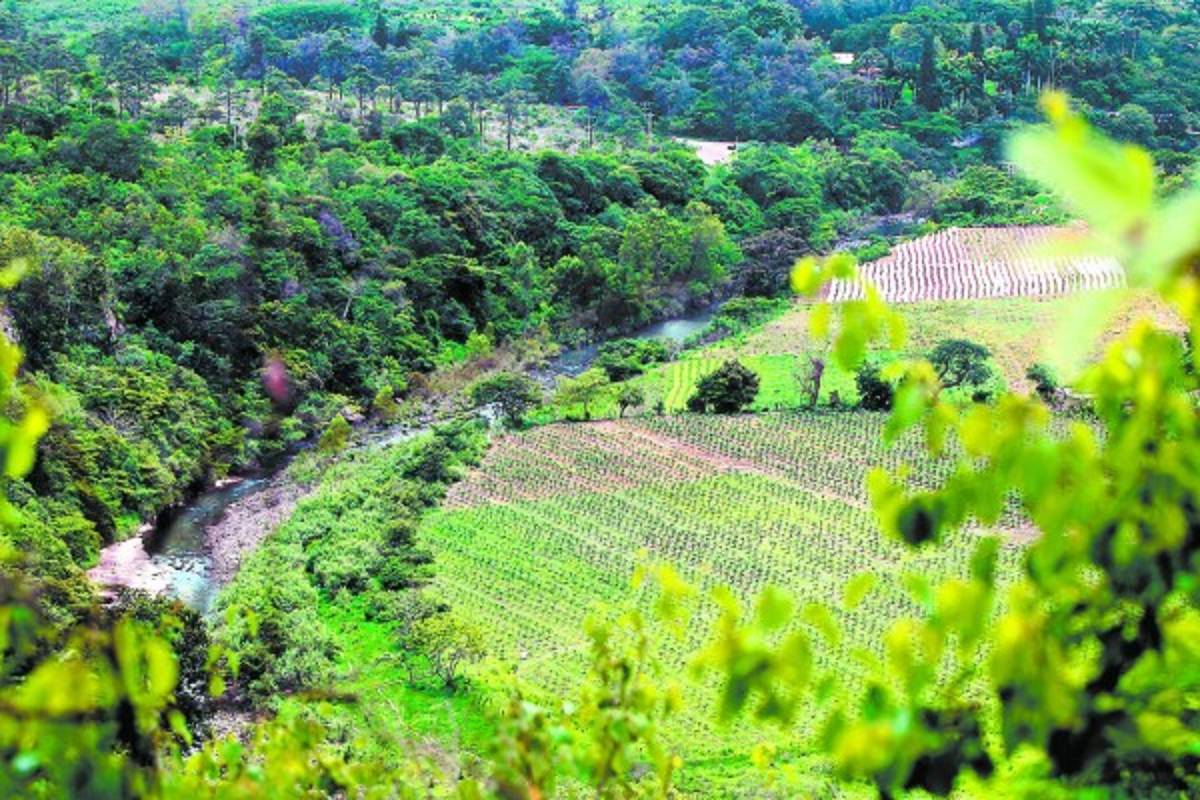 Reportan presencia del gorgojo en cuencas