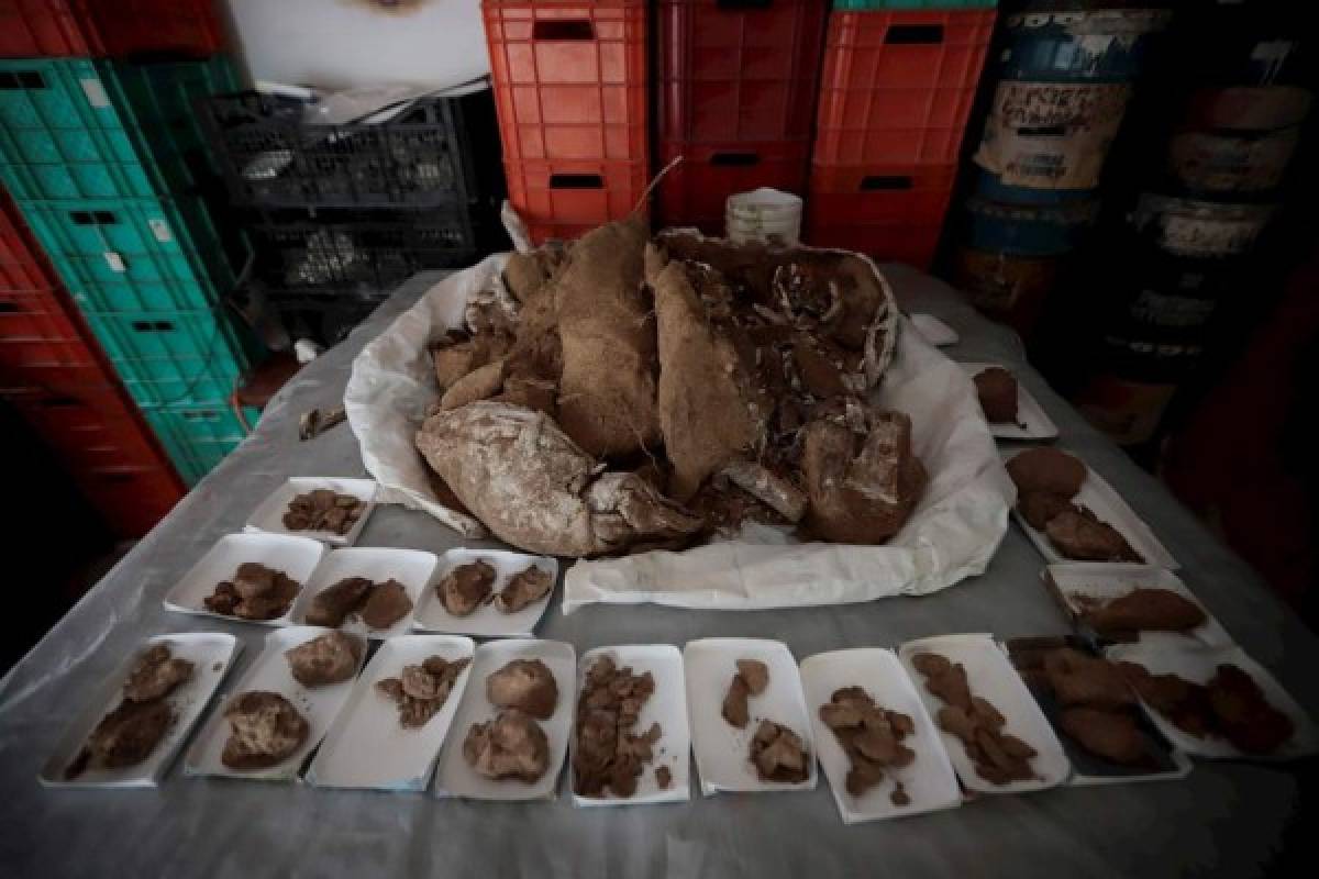 Una mamut de 13,000 años refleja riqueza paleontológica de México