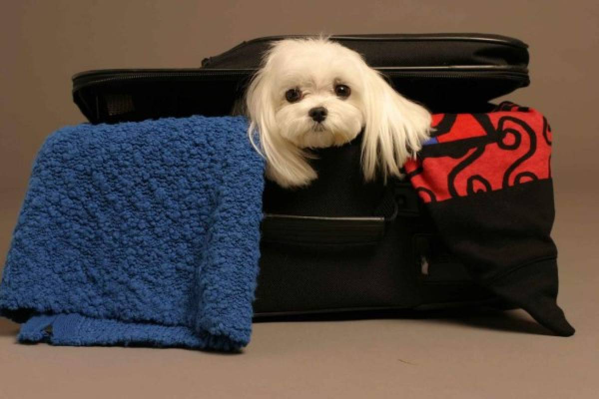 Pasos a seguir para viajar al extranjero con su mascota