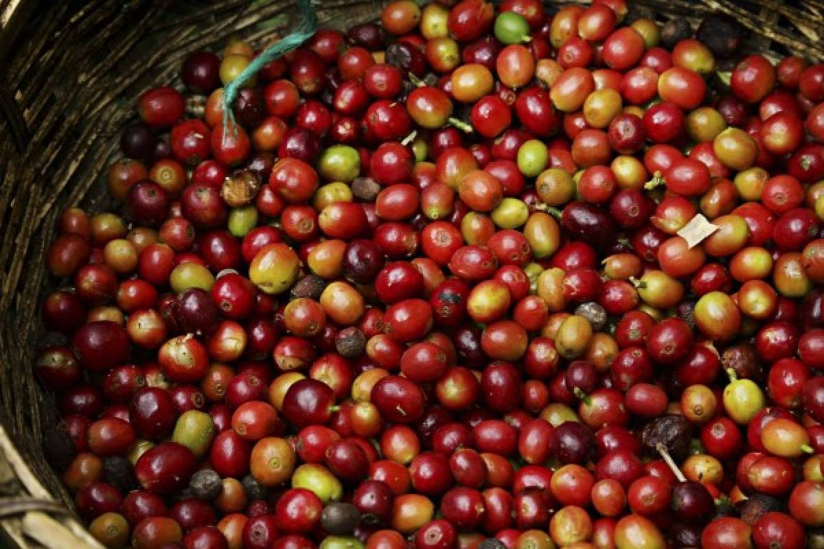Urgen acciones para mitigar efectos del bajo precio del café