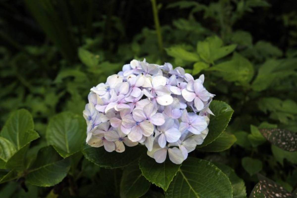 Exuberante belleza natural en La Tigra