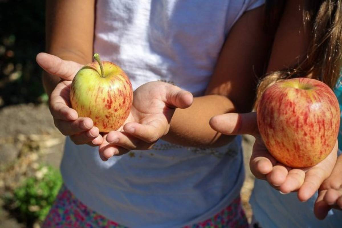 Cómo debe de ser la alimentacion infantil durante la etapa escolar