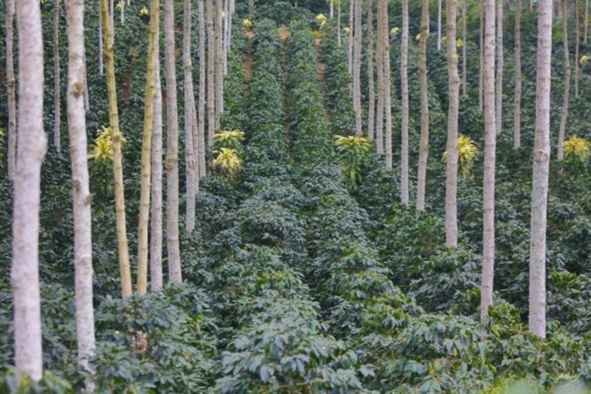 Tierra Adentro: El aroma a café en Marcala, San Pedro y Veracruz