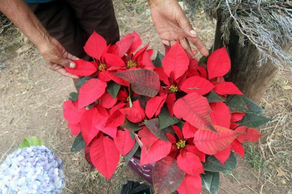 Espléndidas obras de arte navideño engalanan las calles de la capital