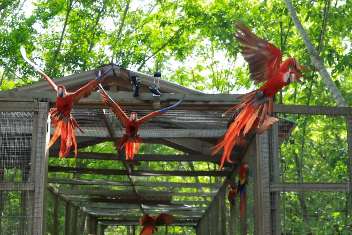 Guacamaya Fest 2026: Liberan 12 aves y consolidan a Copán Ruinas como destino turístico y ecológico