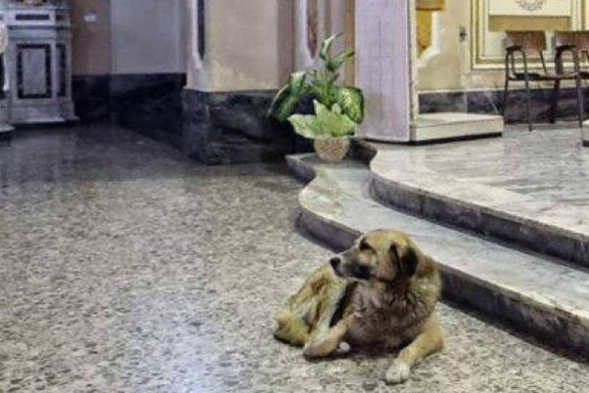 Ciccio, el perro que esperaba en la iglesia a su dueña fallecida
