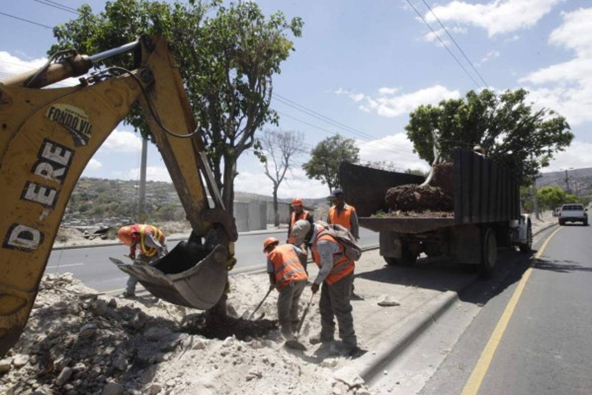 Buscan reducir impacto de obras al replantar árboles