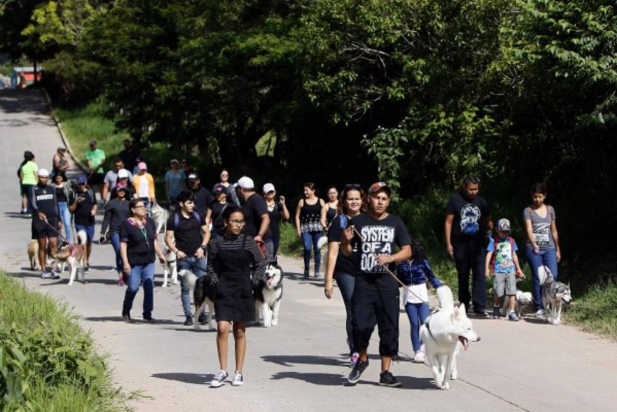 Huskylandia Hn, una manada de amigos unidos por el bien de sus mascotas