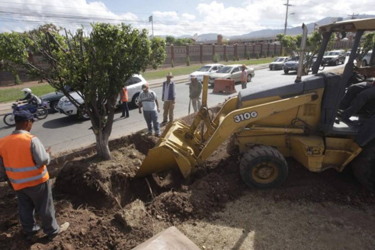 Buscan reducir impacto de obras al replantar árboles