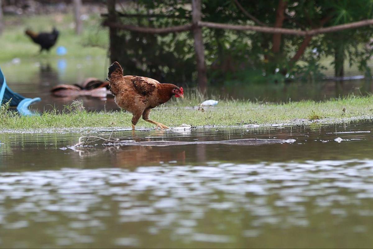 En los campos, los animales tienen que buscar las zonas altas.