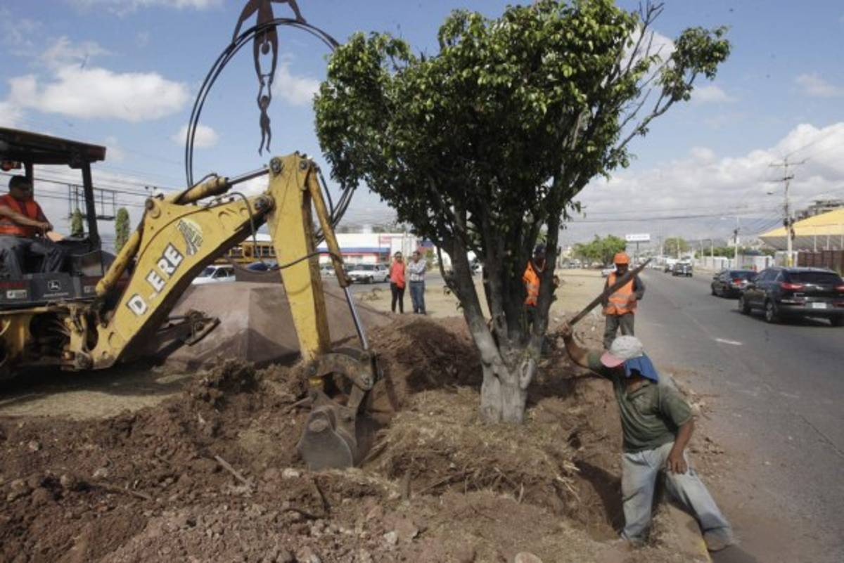 Buscan reducir impacto de obras al replantar árboles