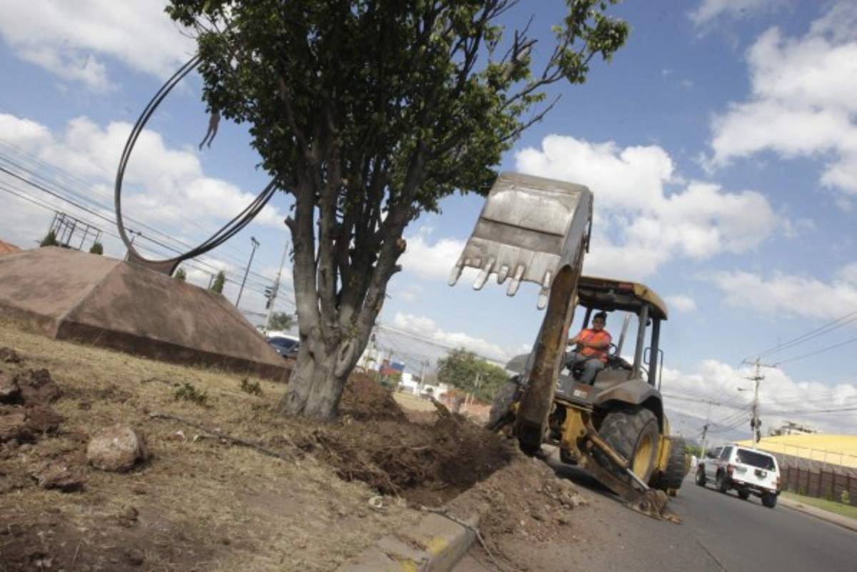 Buscan reducir impacto de obras al replantar árboles