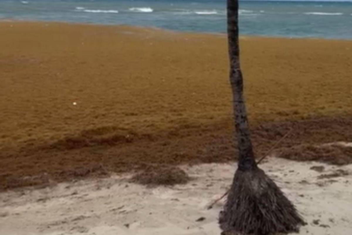 EN FOTOS: Roatán bajo el sargazo; así luce la invasión en las playas de West Bay