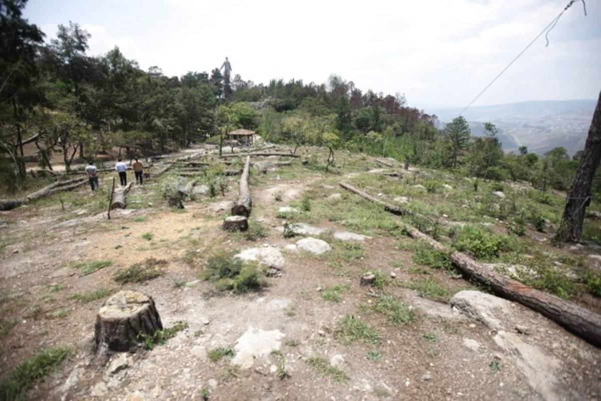 Cerrado canopy de parque El Picacho