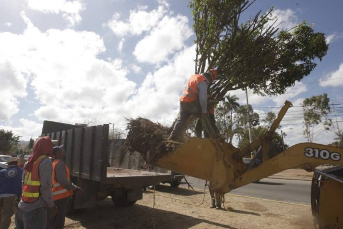 Buscan reducir impacto de obras al replantar árboles