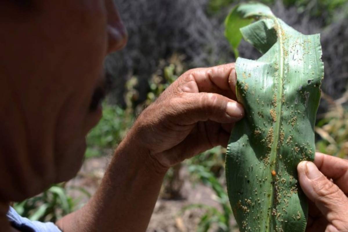 Sequía y plaga por cambio climático agravan el hambre en comunidades de Honduras