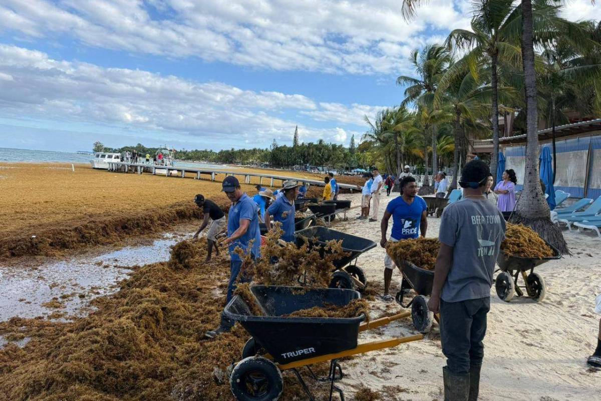 EN FOTOS: Roatán bajo el sargazo; así luce la invasión en las playas de West Bay
