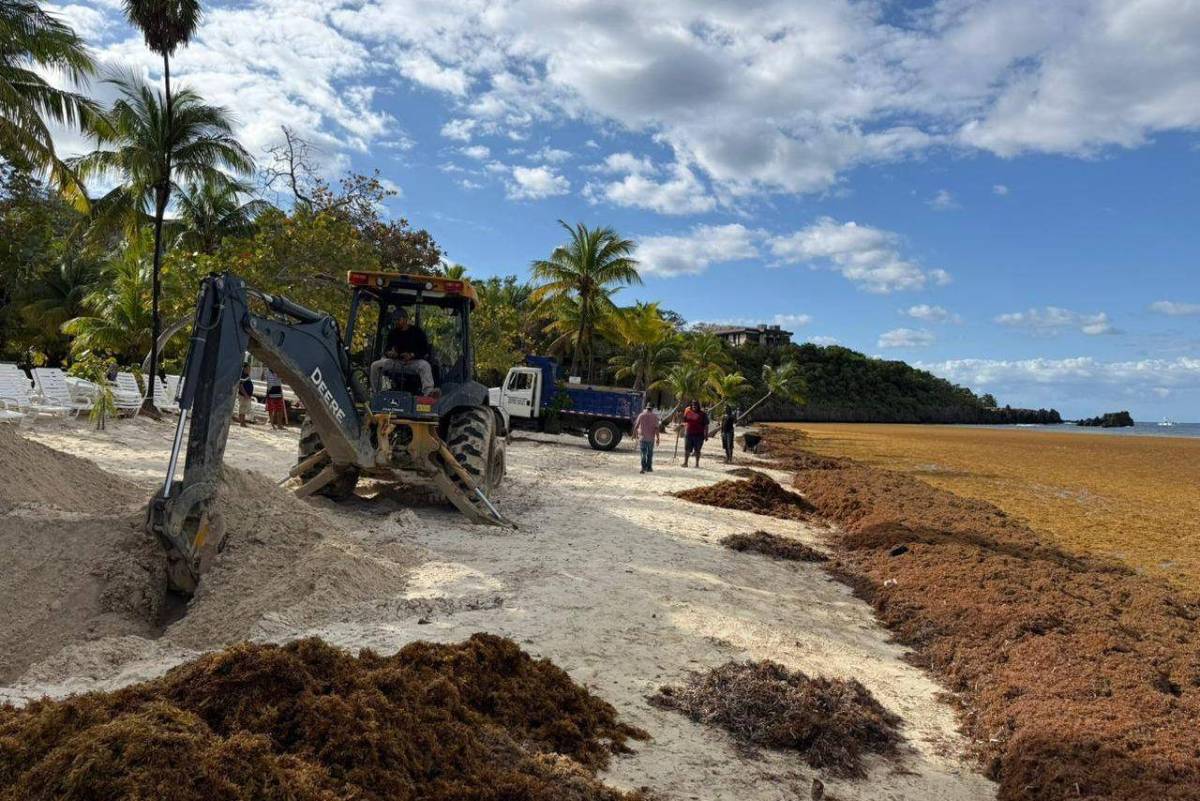 EN FOTOS: Roatán bajo el sargazo; así luce la invasión en las playas de West Bay