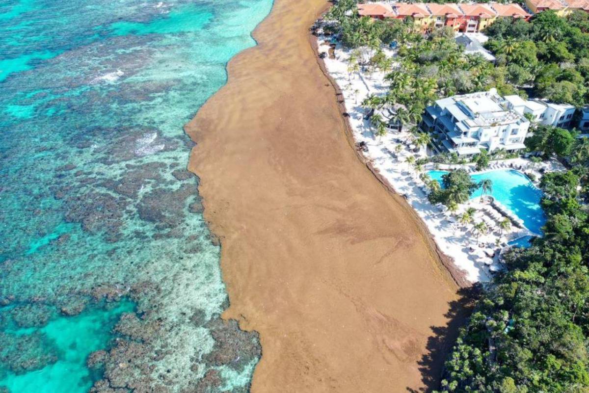 EN FOTOS: Roatán bajo el sargazo; así luce la invasión en las playas de West Bay
