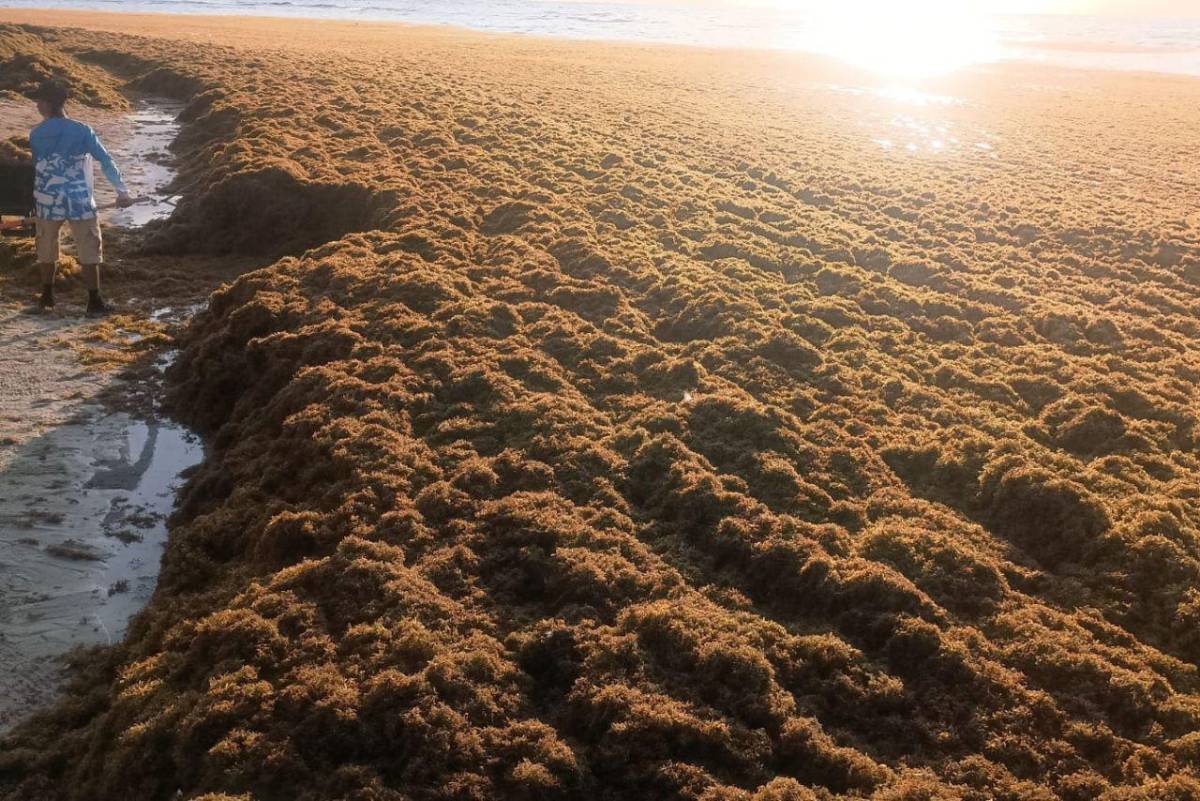 EN FOTOS: Roatán bajo el sargazo; así luce la invasión en las playas de West Bay