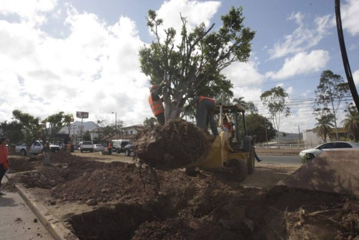 Buscan reducir impacto de obras al replantar árboles