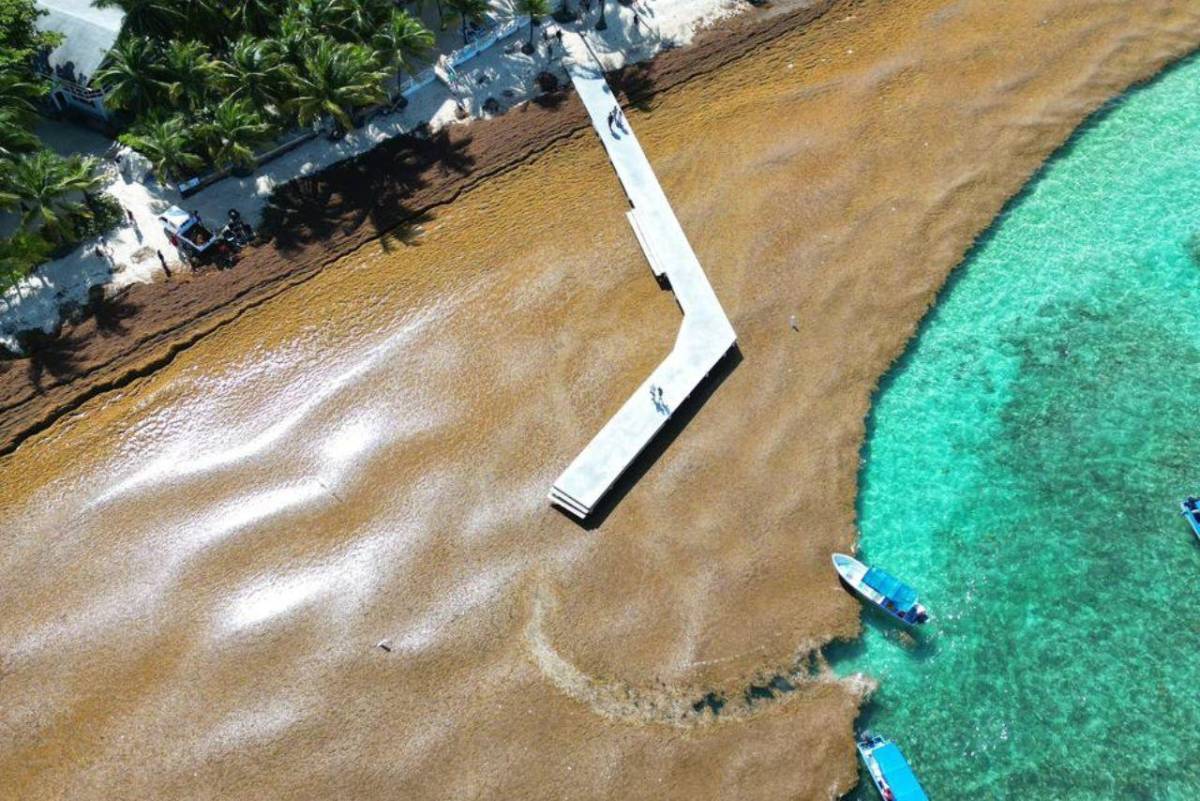 EN FOTOS: Roatán bajo el sargazo; así luce la invasión en las playas de West Bay