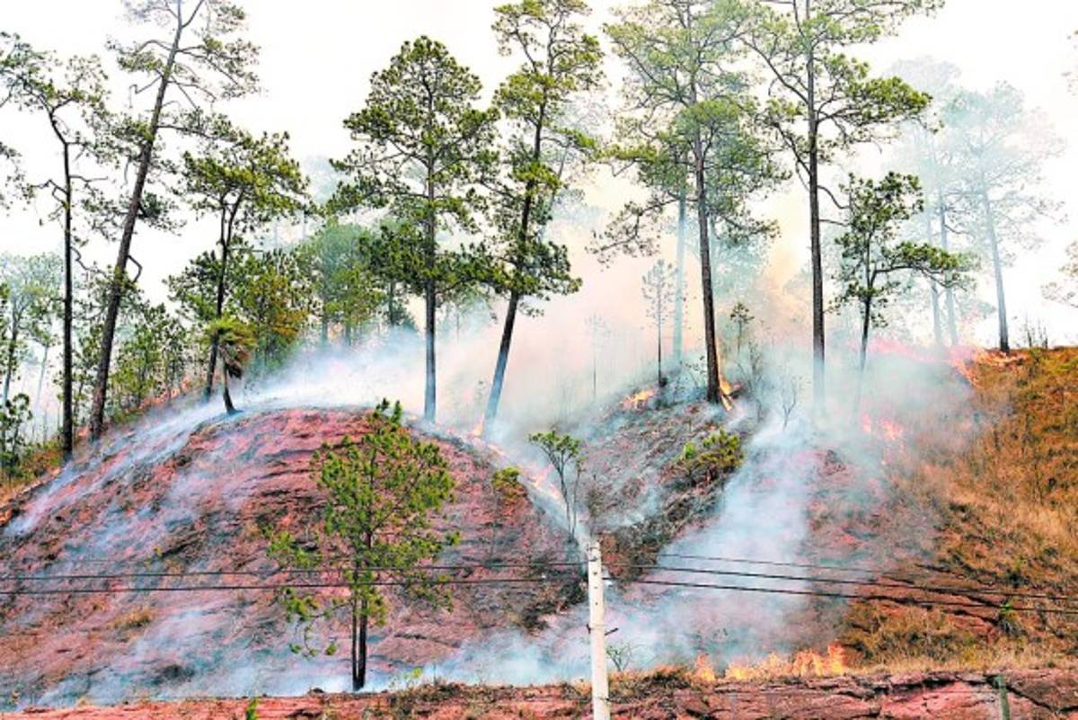 Devastado bosque capitalino