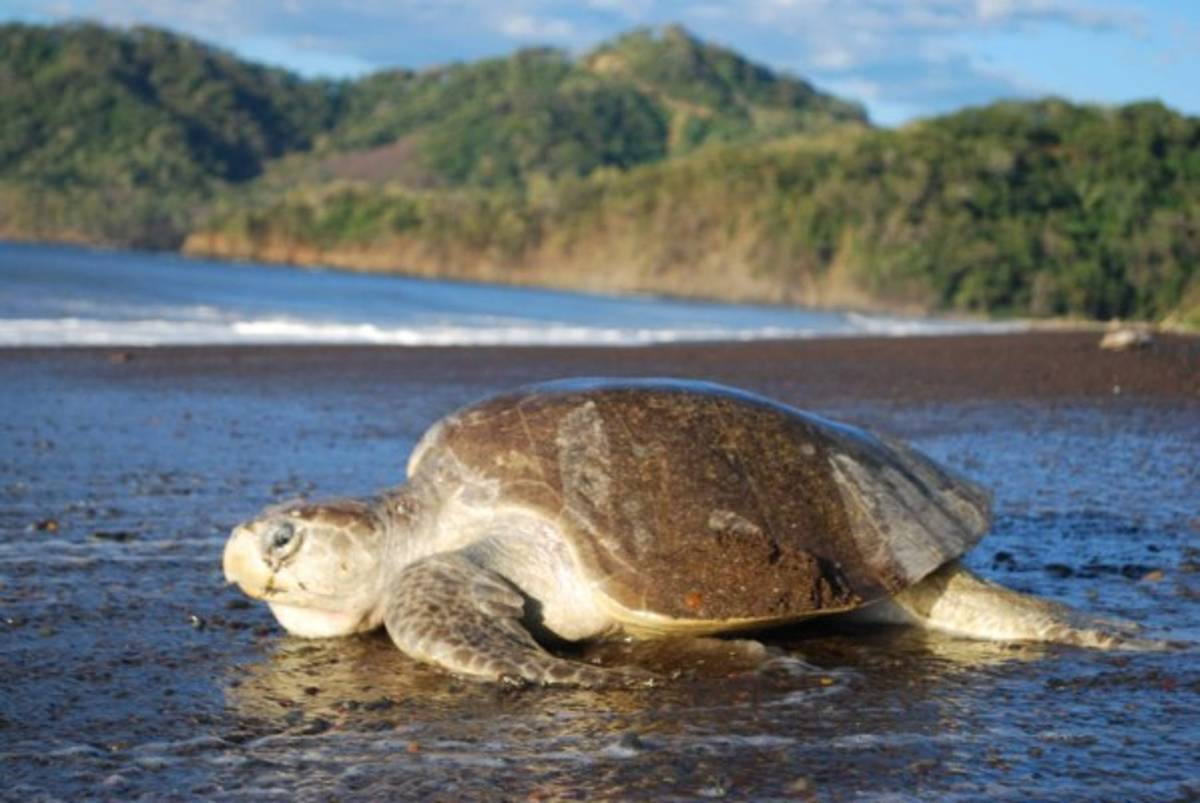 Drones militares reconvertidos protegen tortugas y tiburones en Costa Rica