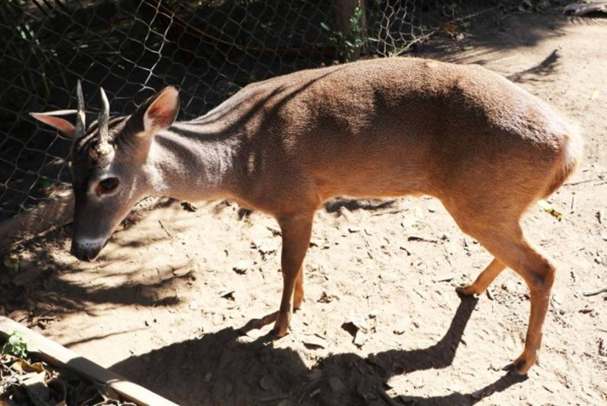 Tierra Adentro: Cantarranas, una mágica cita con las tradiciones de Honduras