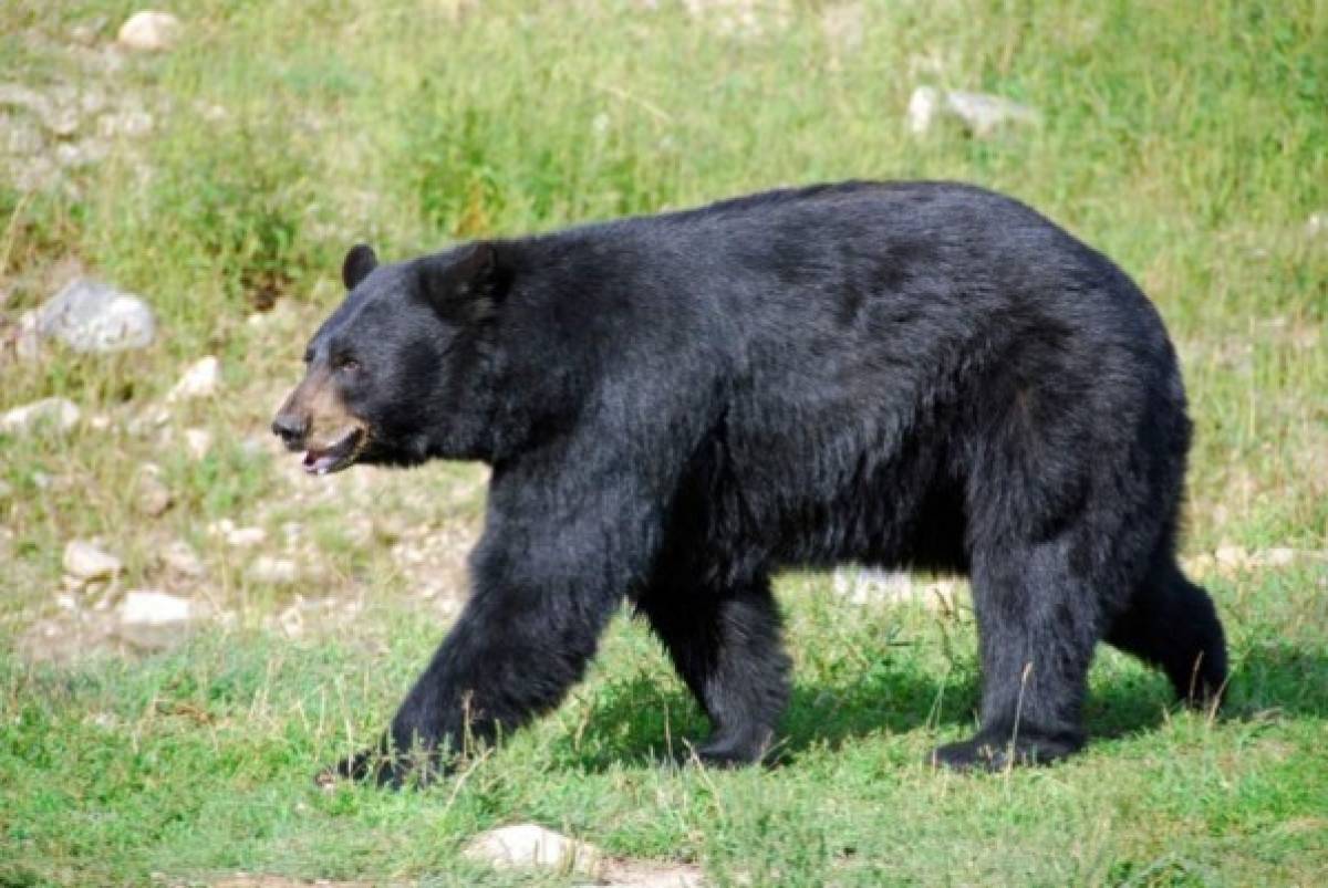 El feroz animal llevó hasta su escondite al hombre con la intención de comérselo.