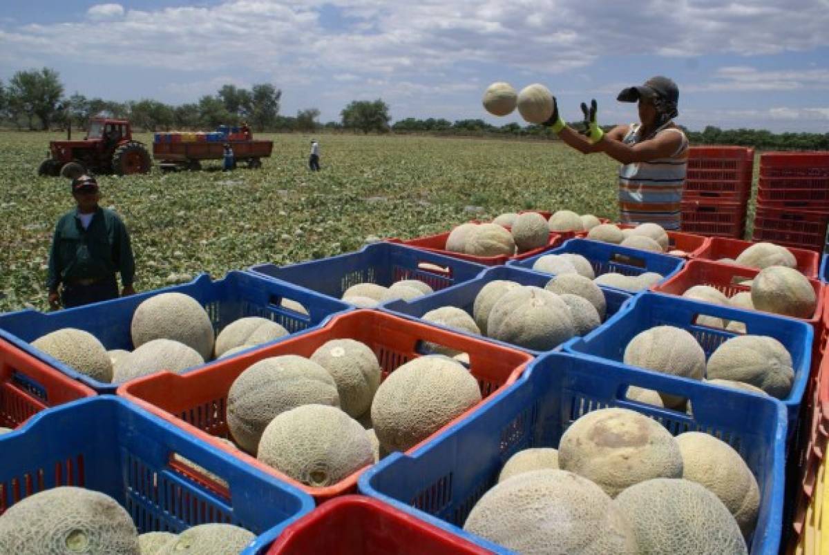 Exportación de melón creció 12%