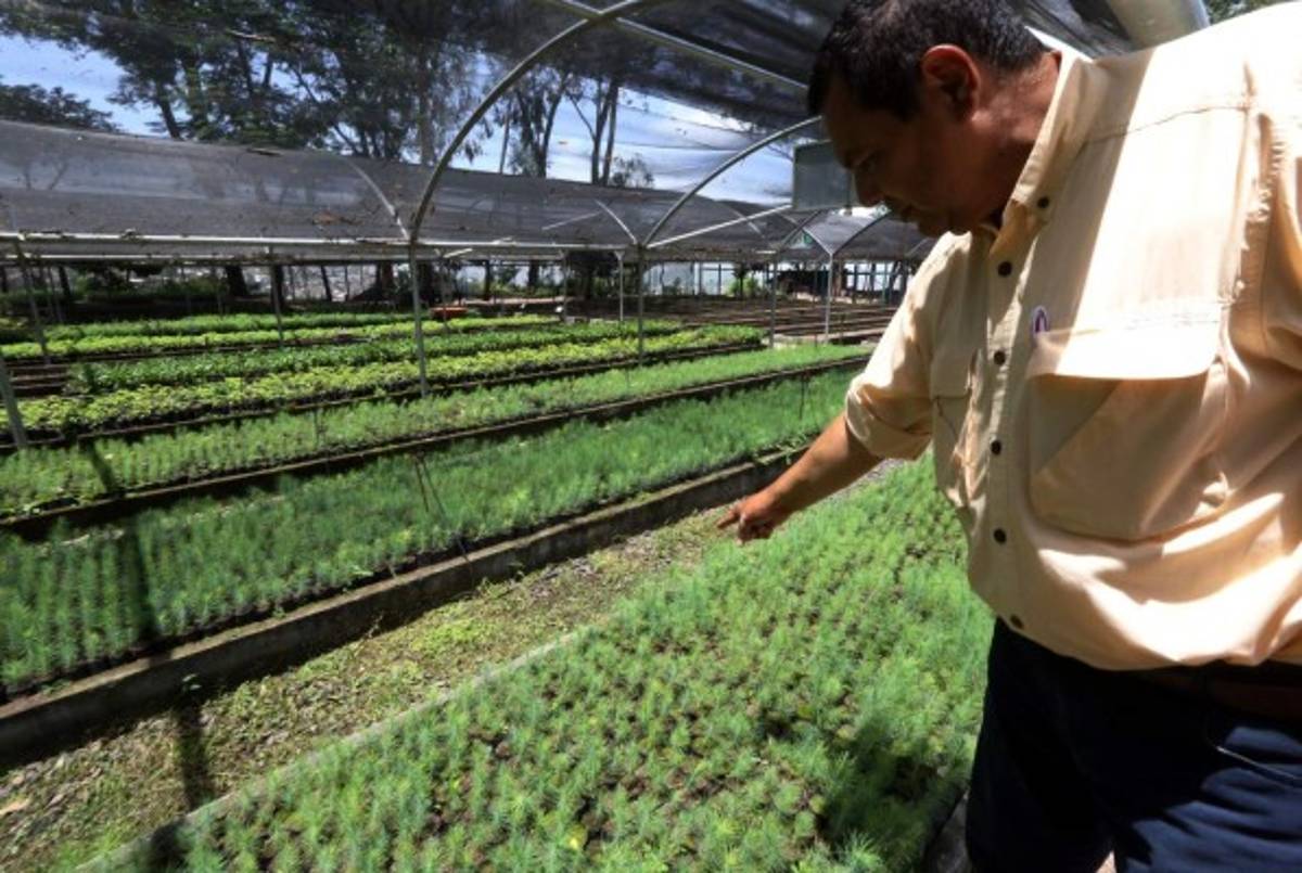 Siembran 264,575 plantas para recuperar el bosque en la capital