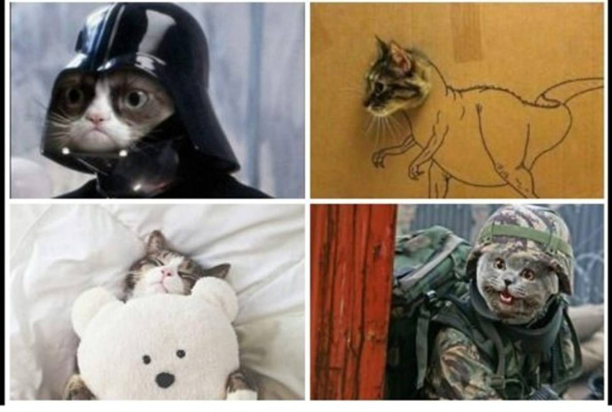 Usan gatos para atraer turistas a Bruselas