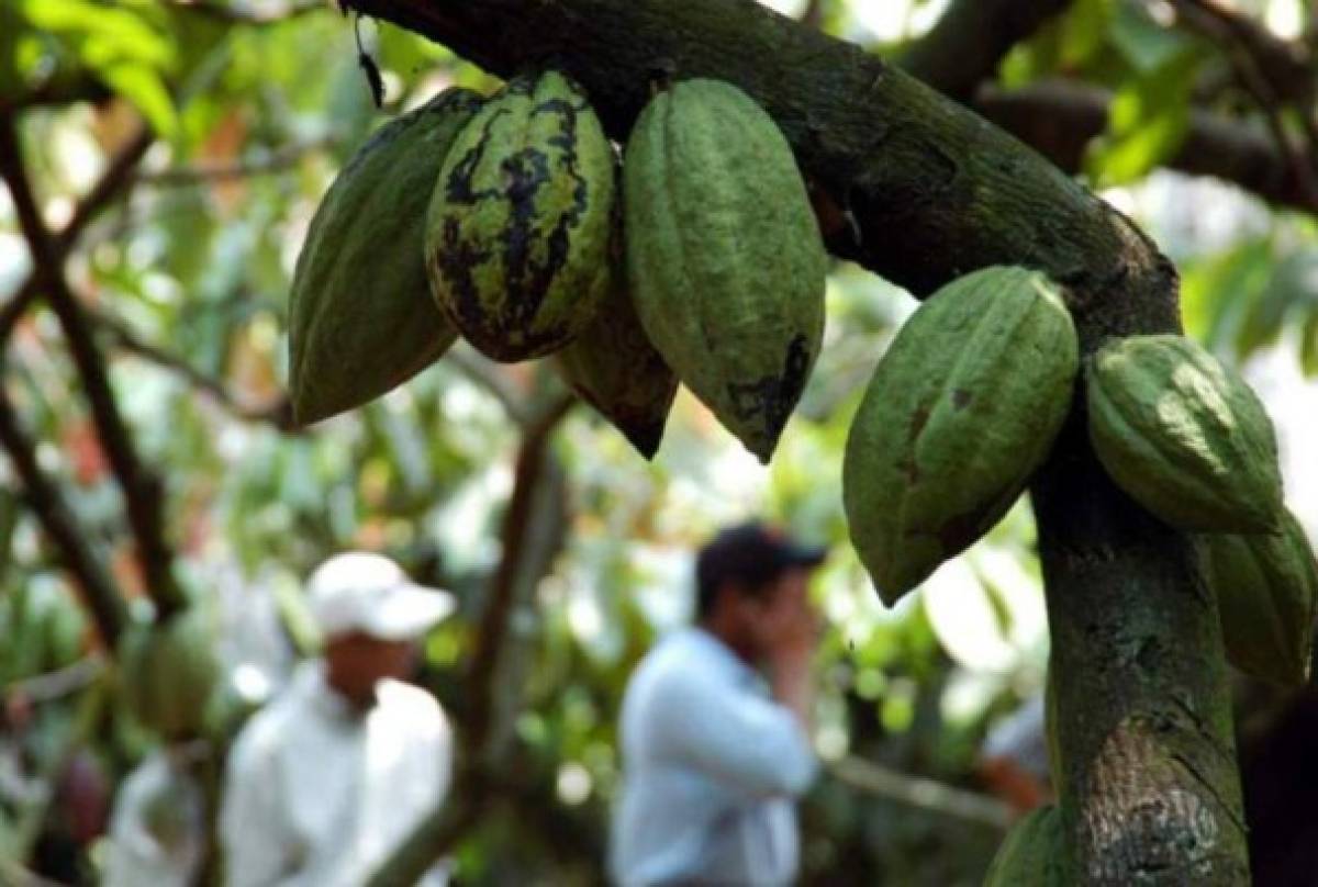 Se cultivarán 400 manzanas de cacao blanco en Copán