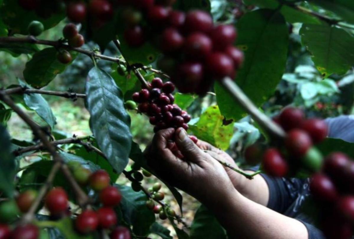 Cinco departamentos producen el 67.9% del café de Honduras