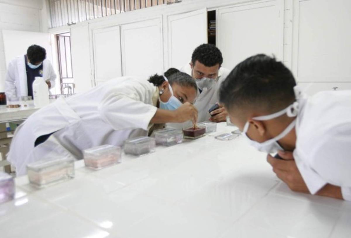 Tejidos microscópicos que prepara la UNAH serán usados por alumnos de media