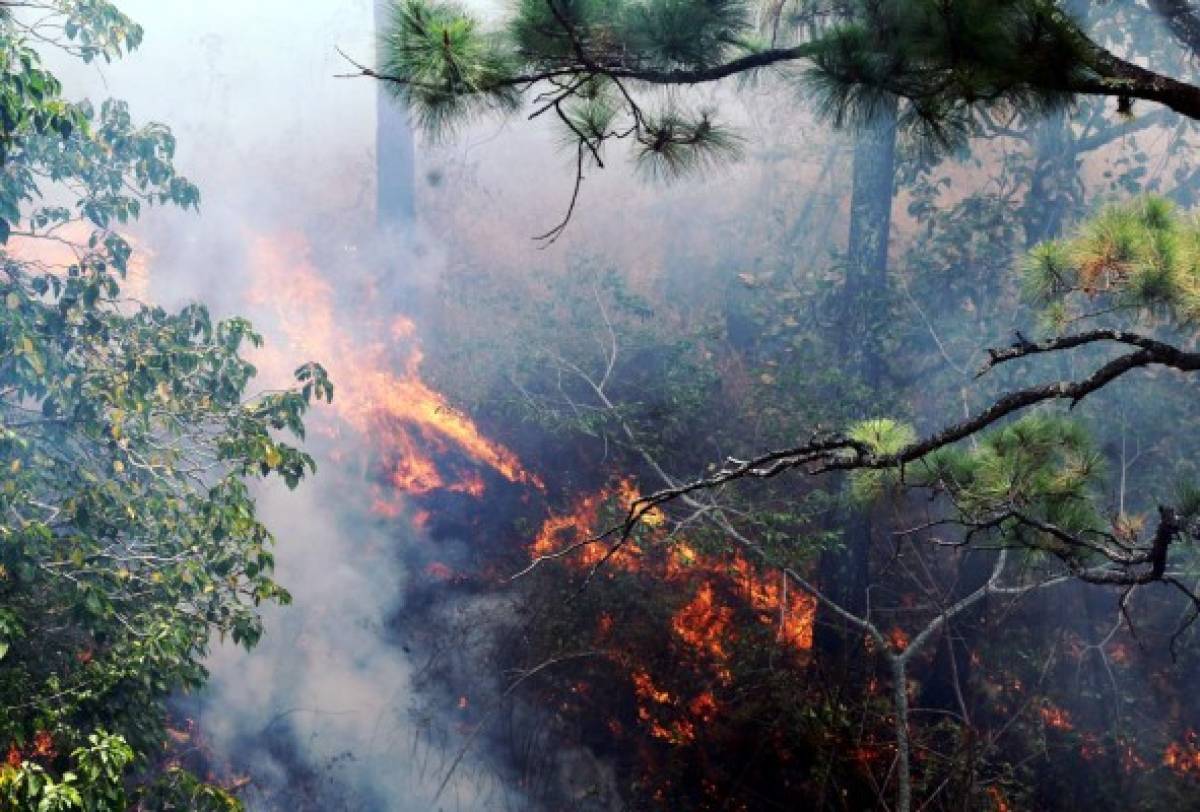 Honduras: Incendio daña 420 hectáreas de bosque en El Hatillo