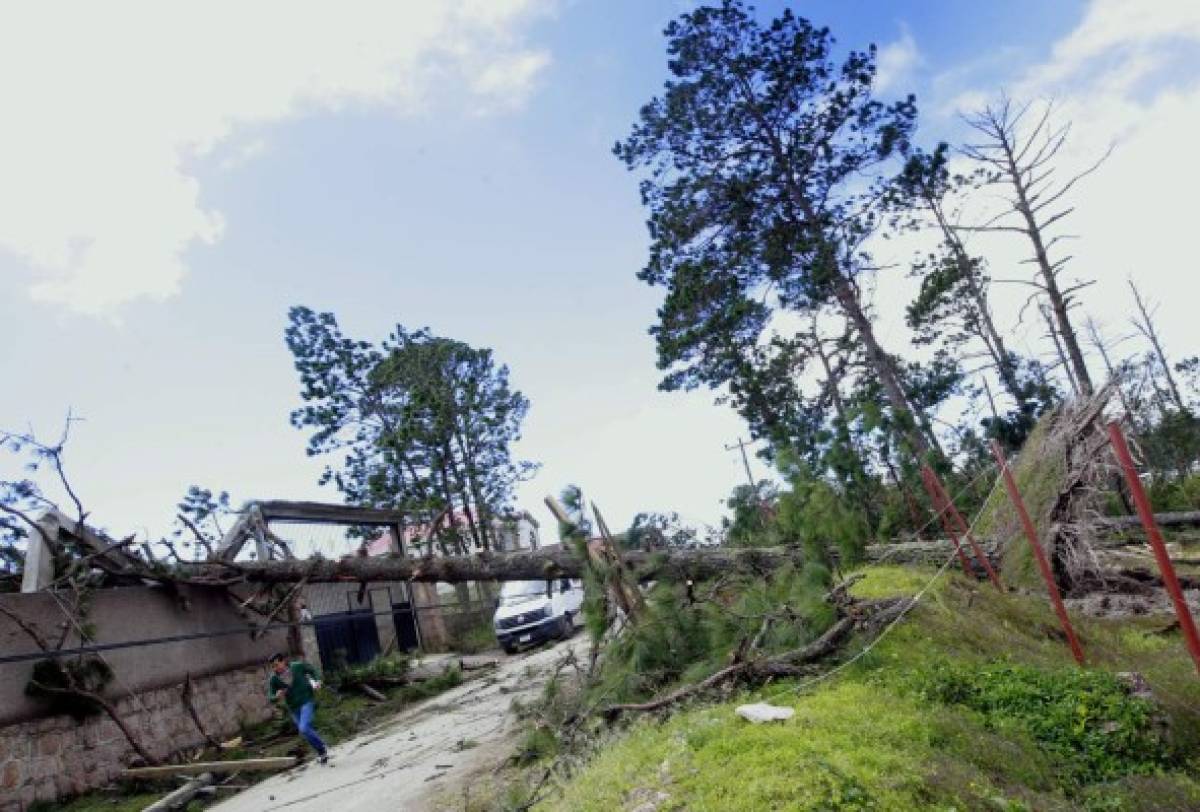 Potentes vientos dejan caída de árboles y daños en líneas eléctricas en la capital de Honduras